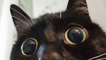 黑白猫性感优雅引爆热议 粉丝盛赞漫威争锋角色设计