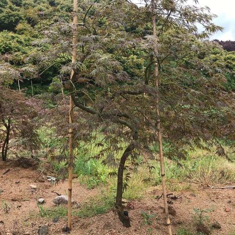 QQ飞车凌云到底强在哪？改装/赛道/实战全维度解析，弯道党必看