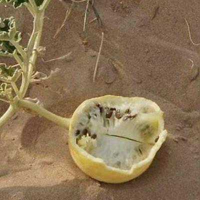 《红色沙漠》发布首日更新补丁：修复大量bug 新增教程任务