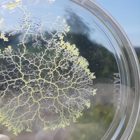 从单细胞到宇宙霸主！孢子物语全阶段进化冷门技巧与实战通关指南