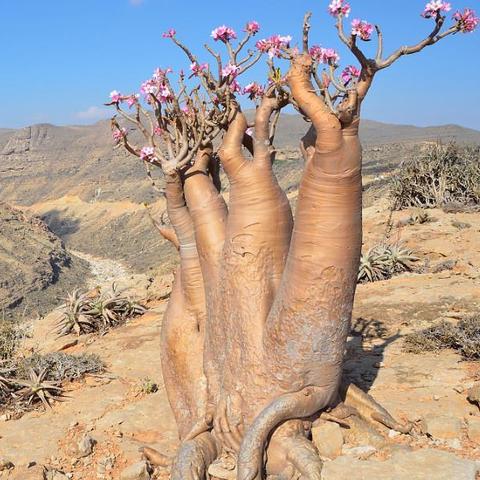 红色沙漠200万销量背后，女性角色设计为何引争议？