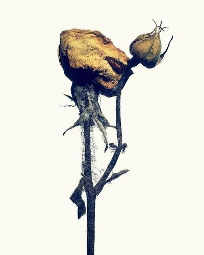 枯萎，生存开发为何耗时久？开发者揭秘