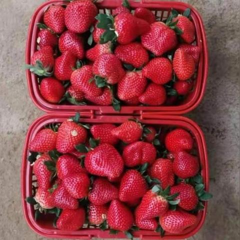 《第一后裔》雪兔皮肤展示 胸前两只白兔藏不住