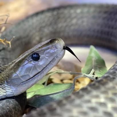 红色沙漠PS5版画面模糊？官方建议关闭120Hz解决