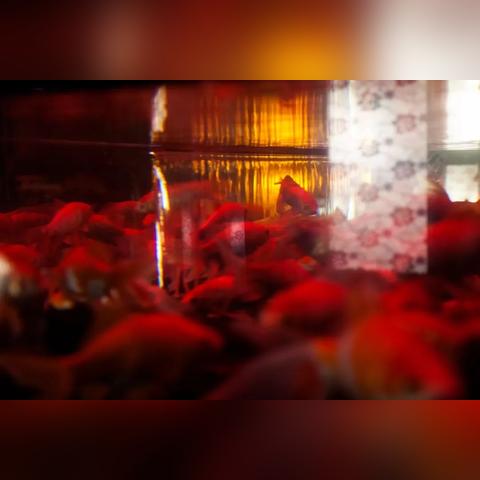 圣域，魔都魅影地图类型全拆解+热门需求攻略，找宝箱、刷级、解谜一步到位