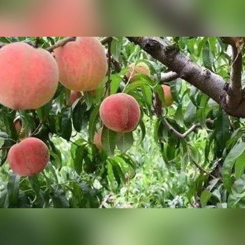 桃园采集类型独家拆解，精准匹配热门需求的实战捞金指南