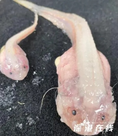 日本8336米深海惊现3种未知怪鱼！能为深海探险游戏带来哪些新玩法？