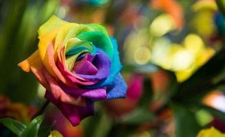 如何养出永远娇艳的玫瑰？解锁稀有品种、防病害与触发隐藏剧情全指南