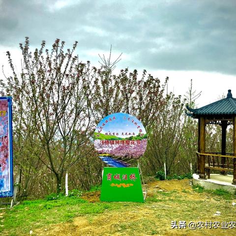 樱花劫怎么触发全结局？悬疑和风AVG的分支选择、好感度技巧与隐藏彩蛋