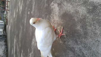 等时间操控肉鸽？零秒:时光的归途7月13日发售首发入XGP