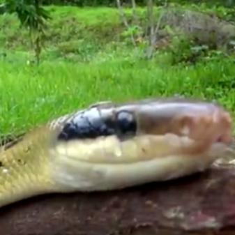 仙蛇传OL怎么玩？平民职业推荐、快速冲级+隐藏副本解锁实战攻略