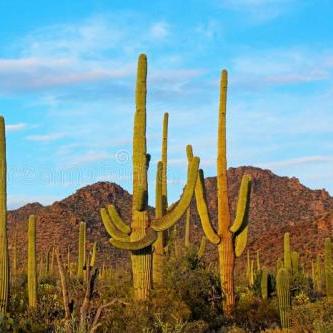 剧情批评后，红色沙漠CEO，我们押注玩法创新