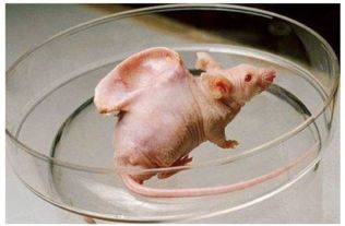 3D横板动作肉鸽SlashZero27号首测，5000资格手慢无