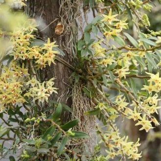 植物精灵有哪些类型？热门场景配队+进阶技巧助你速通高阶副本