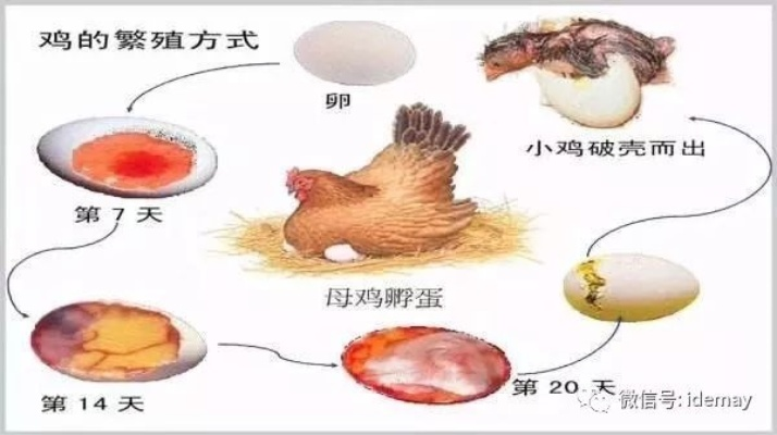 蛋蛋鸡4大核心类型拆解，稀有蛋孵化、收益变现等热门玩法全攻略
