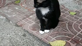 天邪鬼黄真的只是狗粮？N卡式神的资源利用、隐藏玩法与素材指南