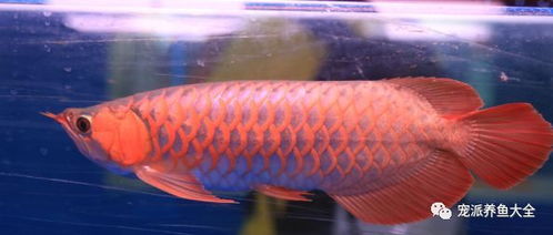 赛级龙鱼真能换一线城市房？从选品到变现的全链路实战指南