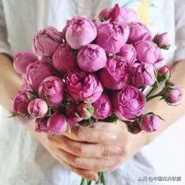 独家解析泡泡家族全类型，匹配热门需求的新手进阶实战攻略