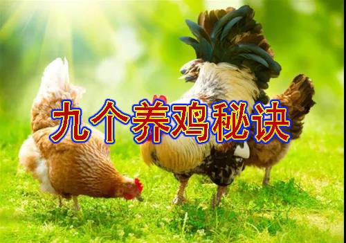 鸡的繁殖类型有哪些？从散养到规模化养户的高产育种实操指南