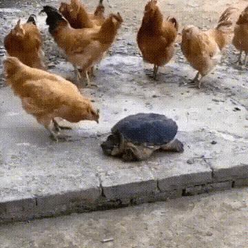 叨鱼APP真的好用吗？解锁账号防盗、多号管理与隐藏福利的实战技巧